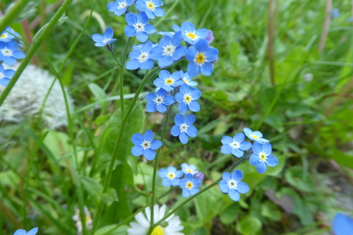 Myosotis sylvatica