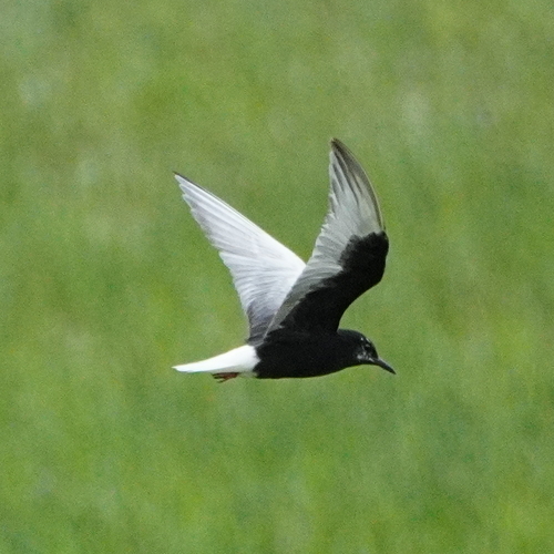 iNaturalist image