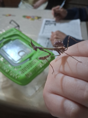 Mediterranean Conehead Mantis