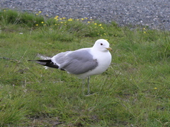 Larus canus