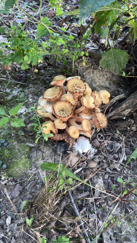 Ringless Honey Mushroom