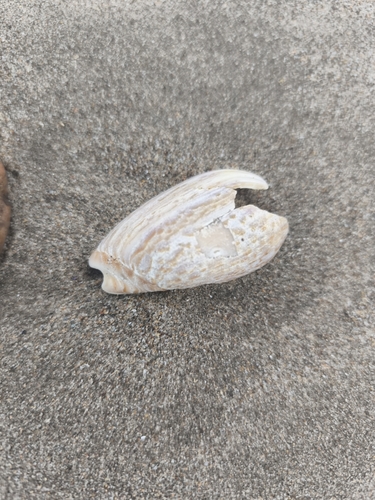 Oliva peruviana observed 2026-08-26