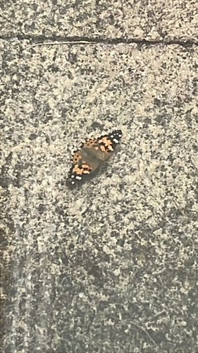 Painted Lady