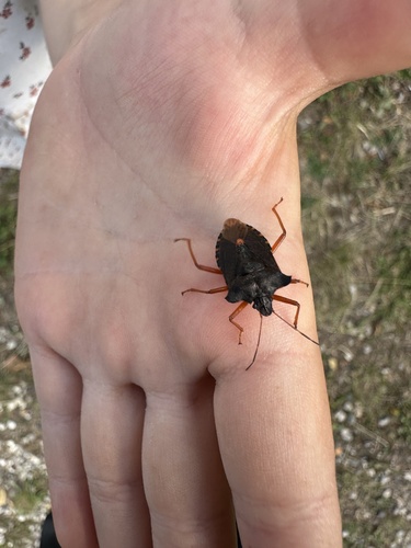 Forest Bug
