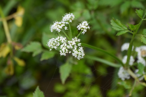 Oenanthe javanica, photograph 1