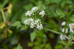 Oenanthe javanica, photograph (c) WATANABE Hitoshi 渡辺仁, some rights reserved (CC BY)