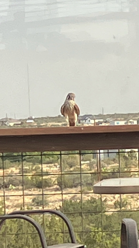 American Kestrel