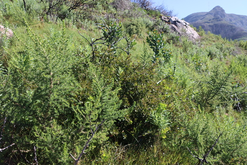 Searsia laevigata, photograph 5