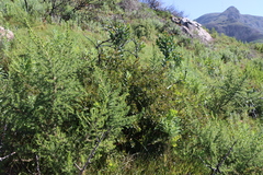 Searsia laevigata, photograph (c) Tony Rebelo, some rights reserved (CC BY-SA)