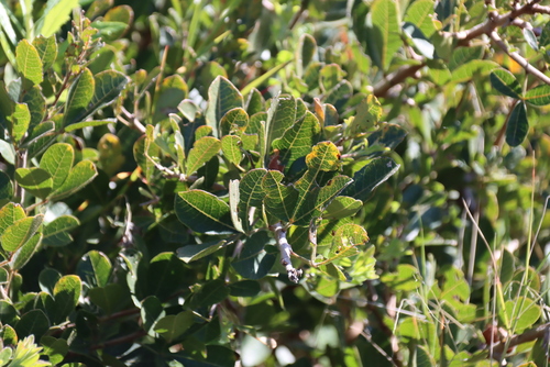 Searsia laevigata, photograph 4