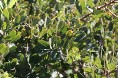 Searsia laevigata, photograph (c) Tony Rebelo, some rights reserved (CC BY-SA)
