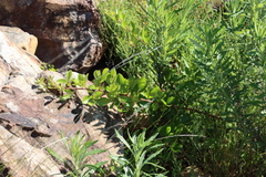 Searsia laevigata, photograph (c) Tony Rebelo, some rights reserved (CC BY-SA)