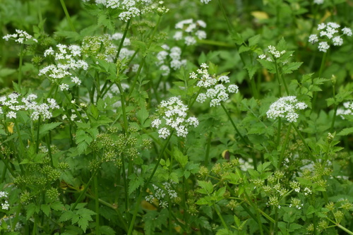 Oenanthe javanica