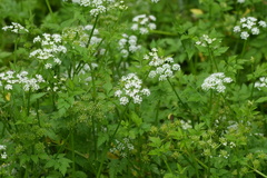 Oenanthe javanica
