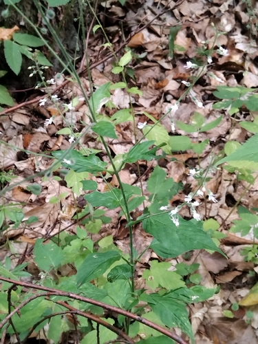 enchanter's-nightshade