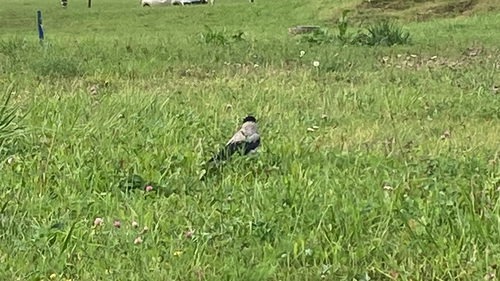 Hooded Crow