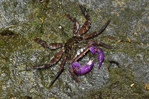 Metopograpsus latifrons