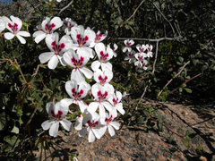Pelargonium echinatum