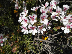 Pelargonium echinatum
