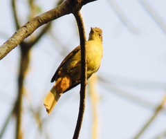 Iole propinqua