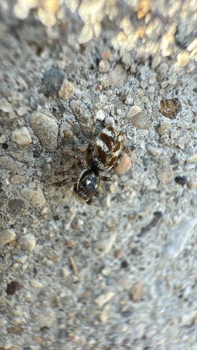 Zebra Jumping Spider