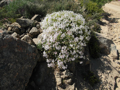 Pelargonium echinatum
