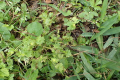 Ranunculus platensis
