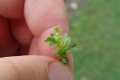 Ranunculus platensis