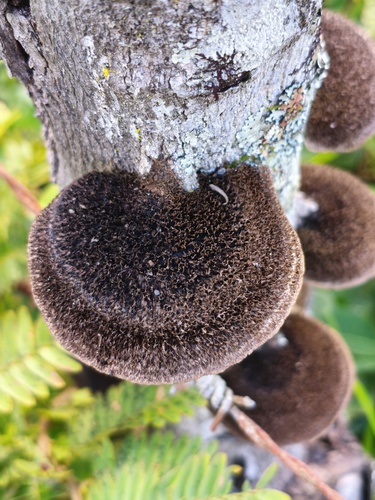 Hairy Hexagonia