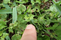 Ranunculus platensis