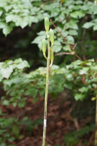 Cardiocrinum cordatum, photograph 2
