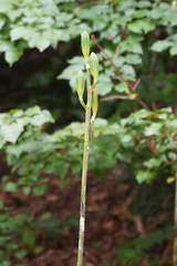 (c) WATANABE Hitoshi 渡辺仁, some rights reserved (CC BY) Cardiocrinum cordatum, photograph (c) WATANABE Hitoshi 渡辺仁, some rights reserved (CC BY)