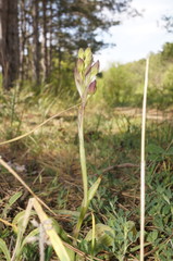 Himantoglossum comperianum