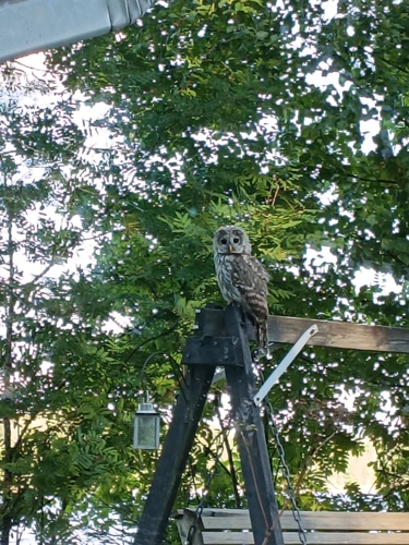 Ural Owl