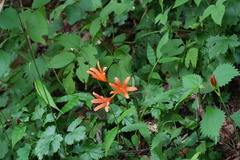 Lycoris sanguinea, photograph (c) WATANABE Hitoshi 渡辺仁, some rights reserved (CC BY)