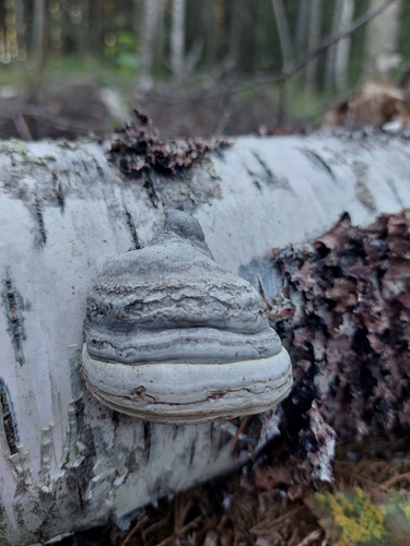 Hoof Fungus
