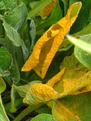 Pucciniastrum symphyti