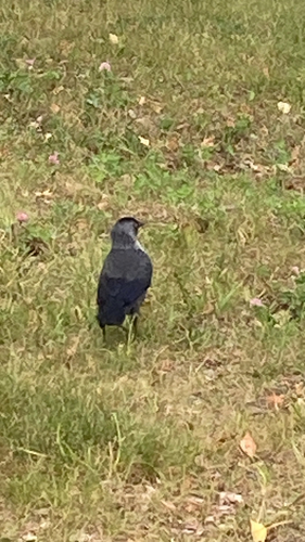 Eurasian Jackdaw