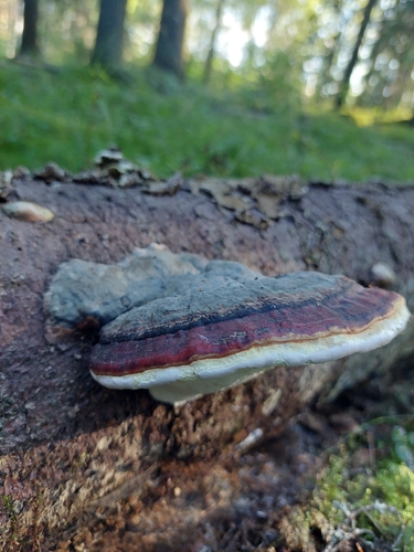 Red-banded Polypore