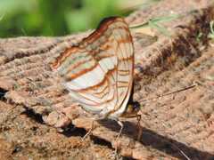 Adelpha abia