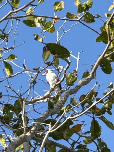 Masked Tityra