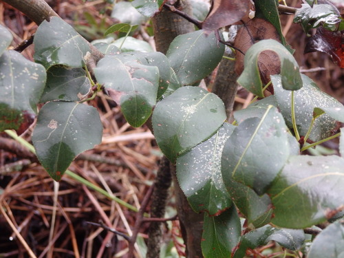 Pyrus cordata, photograph 5