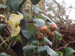 Pyrus cordata, photograph (c) Carminda Santos, some rights reserved (CC BY)