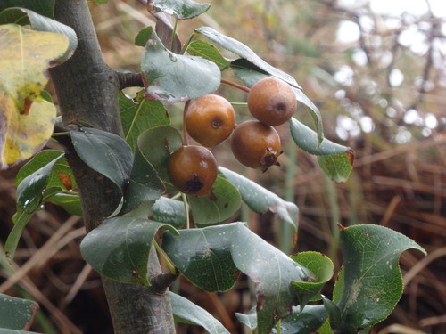 Pyrus cordata, photograph 4