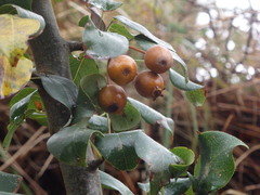 Pyrus cordata, photograph (c) Carminda Santos, some rights reserved (CC BY)