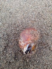 Gastropoda
