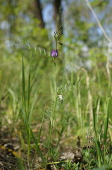 Vicia peregrina