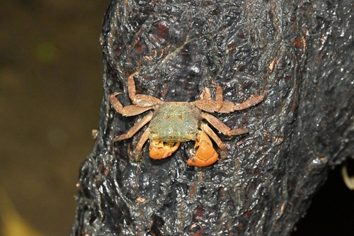 Parasesarma continentale