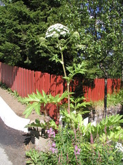 Heracleum mantegazzianum