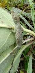 Anolis proboscis
